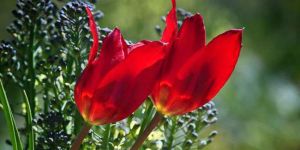 Tepebaşı Lale Festivali Cumartesi başlıyor