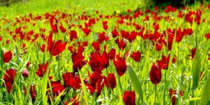 Tepebaşı Lale Festivali ertelendi