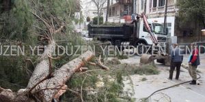 Fırtına dev ağacı devirdi