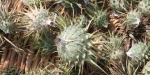 Arçoz “Gafgarıt Festivali” 5 Nisan’da