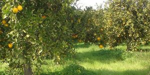 Narenciye ödemeleri başladı