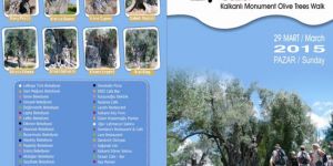 Anıt Zeytin Ağaçları Gezisi