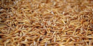 Burnundan çıktılar