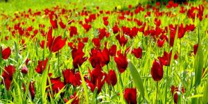 11. Avtepe Medoş Lalesi Festivali