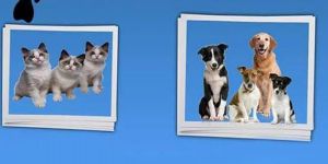 DAÜ sokak hayvanları için yürüyecek