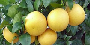 Greyfrut ödemeleri yarın yapılıyor