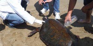 Yaralı Caretta Caretta hastaneye kaldırıldı