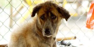 Hayvan Refahı Yasası’ndan altı kişiye ceza