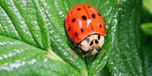 Biyologlardan kimyasal uyarı