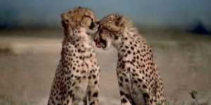 2 yaşındaki bebek çitaların arasına düştü