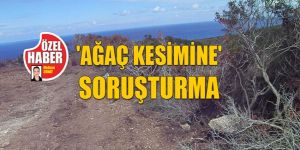 Sökülen ardıçlar, polis merceği altında