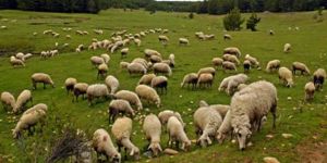 Üreticilerin ödemeleri yapıldı