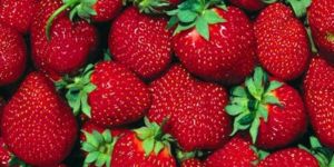 “10. Geleneksel Çilek Festivali”