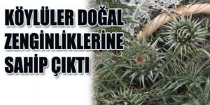 AĞAÇ DİKİMİ SORUN OLDU