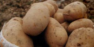 Patates itirazları Cuma gününe kadar