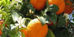 Akçın: “Narenciye veriminde düşüş var”