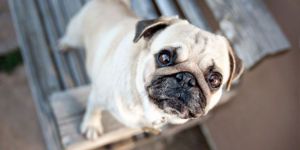 “Hayvanlar Partisi” resmiyet kazandı