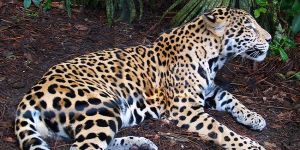 Vahşi hayvanlar hortumdan kaçtı