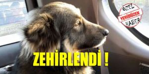 BUNUN ADI CANİLİK!