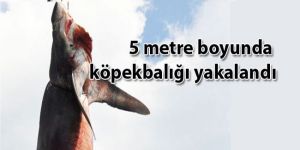 Oltaya takıldı (!)