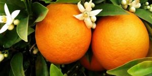 Cypfruvex ödemeleri bugün yapılıyor