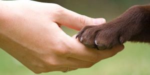 Hayvan hakları aktivistleri eylemde…