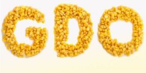 Yeniboğaziçi’nde GDO’ya hayır eylemi