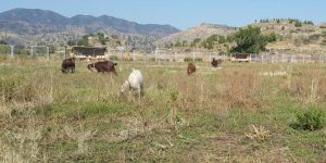DURUMU İÇLER ACISI