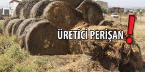 Sağanak yağışlar hayvancıyı vurdu