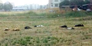 Bunun adı KATLİAM!