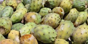 Kıbrıs meyveleri koruma altına alınıyor