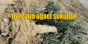 Yayla’da ağaç katliamı