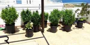 ESENTEPE’DE 9 KÖK HİNTKENEVİRİ BİTKİSİ