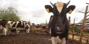 91 üreticiye 78 bin 920 TL tazminat