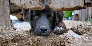 Evcil hayvanlar için yeni uygulama 3 Ağustos’ta yürürlükte