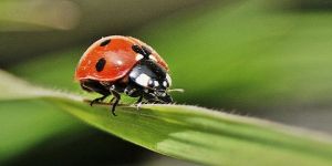 Doğanın Renkleri açılıyor