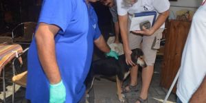 KÖPEĞİNİZİ TERK ETMEYİN!