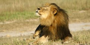 Zimbabvede yeni bir Cecil vakası