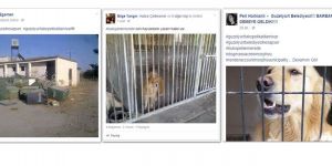 BARBARLIGA SON DEMEYE GELDIK