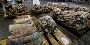 262 kilogram fildişi ele geçirildi