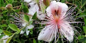 Kıbrıs’a özgü süs bitkileri kayıt altına alınıyor