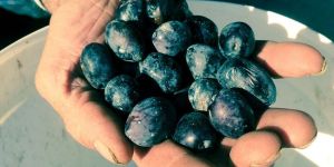 Zeytinde kurutan tehlike!