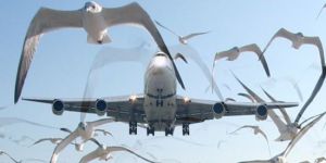 Kuş sürüsüne çarpan uçak düştü