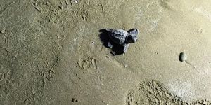 Yavru Caretta Caretta’lar denize bırakıldı