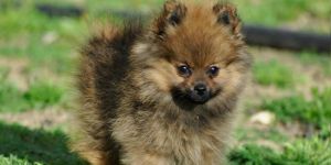 Köpekler yarışacak