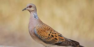 2. İnce Av 6 ve 13 Eylül’de...