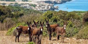 Özel çevre koruma tüzüğü sonunda hayatta...