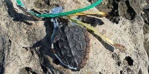 Duyarsızlık öldürdü!