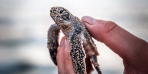 Deniz kaplumbağaları hayatla buluştu