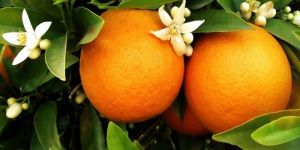  Akçın: “Narenciyeye şimdiden pazar bulunmalı…”